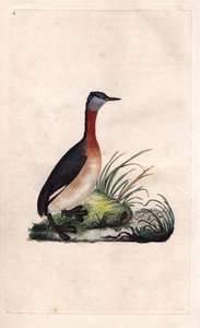 Podiceps grisegena (Podiceps ruficollis), somormujo alegre. Grabado en cobre por Edward Donovan (1768-1837), publicado en Historia natural de las aves británicas, Londres de Edward Donovan