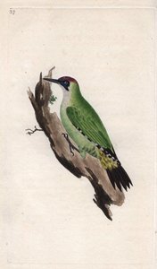 Pito real. Picus viridis. Grabado en cobre por Edward Donovan (1768-1837), publicado en Historia natural de las aves británicas, Londres