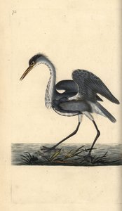 Garza real, Ardea cinerea. Grabado en cobre coloreado a mano dibujado y grabado por Edward Donovan de su propia "Historia Natural de las Aves Británicas," Londres de Edward Donovan