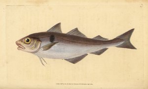 Eglefino, Melanogrammus aeglefinus (Gadus aeglefinus). Vulnerable. Grabado en cobre coloreado a mano dibujado y grabado por Edward Donovan de su Historia Natural de los Peces Británicos, Donovan y F.C. y J. Rivington, Londres