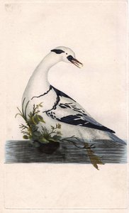 Serreta chica. Mergus albellus. Grabado en cobre por Edward Donovan (1768-1837), publicado en Historia natural de las aves británicas, Londres de Edward Donovan