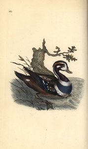 Pato arlequín, Histrionicus histrionicus. Ilustración de la 