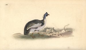 Gallina de Guinea, Numida meleagris. Grabado en cobre coloreado a mano dibujado y grabado por Edward Donovan de su propia "Historia Natural de las Aves Británicas," Londres