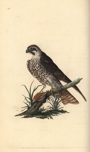 Alcotán, Falco subbuteo, con una pata sobre un pájaro muerto. Grabado en cobre coloreado a mano dibujado y grabado por Edward Donovan de su propia “Historia Natural de las Aves Británicas,” Londres de Edward Donovan