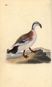 Ánade real de pico ganchudo, Anas platyrhynchos (grabado a mano por Edward Donovan de su 
