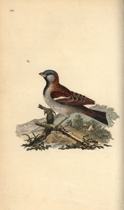 Gorrión común, Pour domesticus
