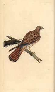 Cernícalo, Falco tinnunculus, hembra de Edward Donovan