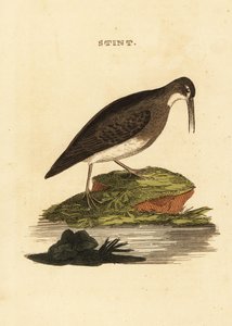 Correlimos menudo, Calidris minutilla de Edward Donovan