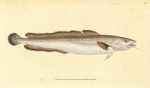 Maruca, Molva molva (Gadus molva)