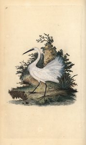 Garceta común, Egretta garzetta (grabado a mano por Edward Donovan de su 