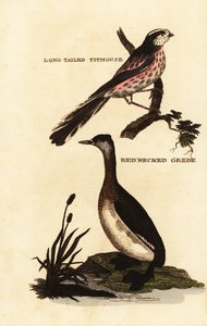 Mito de cola larga o mito de cola larga, Aegithalos caudatus, y somormujo cuellirrojo, Podiceps grisegena de Edward Donovan