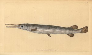 Pez aguja de nariz larga, Lepisosteus osseus. Grabado a mano coloreado por Edward Donovan de su Historia Natural de los Peces Británicos, Donovan y F.C. y J. Rivington, Londres