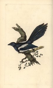 Urraca, Pica pica. Grabado en cobre coloreado a mano dibujado y grabado por Edward Donovan de su propia “Historia Natural de las Aves Británicas,” Londres de Edward Donovan