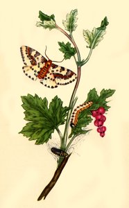 Polilla del grosellero o de la grosella: Phalaena grossulariata, 1813, 1945 de Edward Donovan