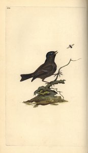 Carbonero palustre, Poecile palustris. Grabado en cobre coloreado a mano dibujado y grabado por Edward Donovan de su propia 