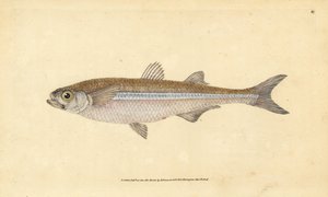 Atherina hepsetus, pez de arena del Mediterráneo o aterina europea. Grabado en cobre coloreado a mano dibujado y grabado por Edward Donovan de su Historia Natural de los Peces Británicos, Donovan y F.C. y J. Rivington, Londres de Edward Donovan