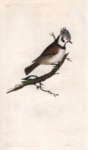Herrerillo capuchino. Lopophanes cristatus cristatus. Grabado en cobre por Edward Donovan, publicado en Histoire naturelle des oiseaux britanniques, Londres