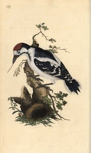 Pico mediano, Dendrocopos medius. Grabado en cobre coloreado a mano dibujado y grabado por Edward Donovan de su propia “Historia Natural de las Aves Británicas”, Londres de Edward Donovan