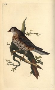 Zorzal charlo, Turdus viscivorus