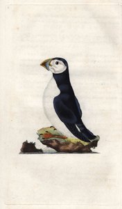 Frailecillo monje, Fratercula arctica (grabado en cobre por Edward Donovan, publicado en 