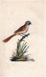 Bigotudo, Panurus biarmicus (grabado en cobre por Edward Donovan, publicado en 