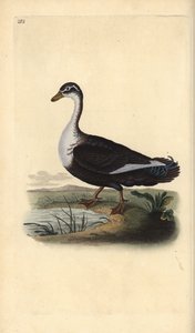 Pato criollo (variante), Cairina moschata. Grabado a mano coloreado por Edward Donovan de su propia 