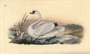 Cisne mudo, Cygnus olor, con polluelos. Grabado en cobre coloreado a mano dibujado y grabado por Edward Donovan de su propia “Historia Natural de las Aves Británicas,” Londres de Edward Donovan