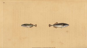 Espinoso de nueve espinas, Pungitius pungitius (grabado a mano por Edward Donovan de su 