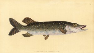 Esox lucius, lucio del norte. Grabado en cobre coloreado a mano dibujado y grabado por Edward Donovan de su Historia Natural de los Peces Británicos, Donovan y F.C. y J. Rivington, Londres