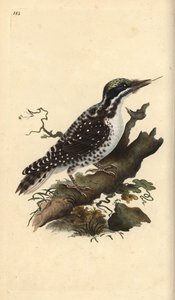 Pico tridáctilo norteño. Picoides tridactylus. Grabado a mano coloreado por Edward Donovan de su propia Historia Natural de las Aves Británicas, Londres de Edward Donovan