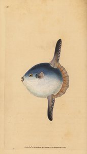 Pez luna oceánico, Mola mola. Vulnerable. (Pez luna, Tetrodon mola). Grabado en cobre coloreado a mano dibujado y grabado por Edward Donovan de su Historia Natural de los Peces Británicos, Donovan y F.C. y J. Rivington, Londres