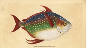 Opah o pez rey, Lampris guttatus (Zeus luna) (grabado a mano por Edward Donovan de su 