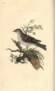 Curruca tomillera, Sylvia hydrtensis, o curruca mayor. Grabado a mano coloreado por Edward Donovan de su propia Historia Natural de las Aves Británicas, Londres