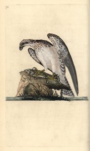 Águila pescadora, Pandion haliaetus, de pie sobre un pez atrapado. Grabado en cobre coloreado a mano dibujado y grabado por Edward Donovan de su propia 