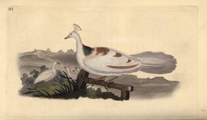 Pata de pavo real, Pavo cristatus, hembra con crías de Edward Donovan