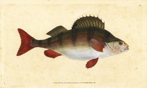 Perca, Perca fluviatilis. Grabado en cobre coloreado a mano dibujado y grabado por Edward Donovan de su Historia Natural de los Peces Británicos, Donovan y F.C. y J. Rivington, Londres