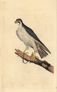 Halcón peregrino, Falco peregrinus, encadenado a una rama. Grabado a mano coloreado por Edward Donovan de su propia Historia Natural de las Aves Británicas, Londres