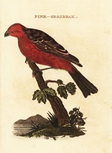 Camachuelo picogrueso, Pinicola enucleator de Edward Donovan