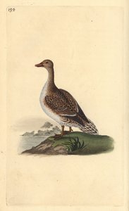 Ánade rabudo, Anas acuta, hembra. Ilustración de la 