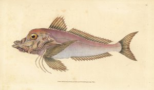 Pez pipa, Trigla lyra. Grabado a mano coloreado por Edward Donovan de su Historia Natural de los Peces Británicos, Donovan y F.C. y J. Rivington, Londres de Edward Donovan