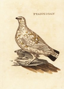 Perdiz nival, Lagopus lagopus