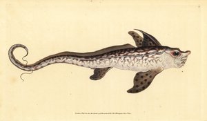 Pez conejo o monstruo marino, Chimaera monstrosa (grabado a mano por Edward Donovan de su 
