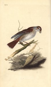 Alcaudón dorsirrojo (hembra), Lanius collurio. Grabado en cobre coloreado a mano dibujado y grabado por Edward Donovan de su propia “Historia Natural de las Aves Británicas,” Londres