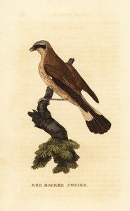 Alcaudón dorsirrojo, Lanius collurio de Edward Donovan