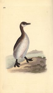 Somormujo cuellirrojo (hembra), Podiceps grisegena. Grabado en cobre coloreado a mano dibujado y grabado por Edward Donovan de su propia “Historia Natural de las Aves Británicas,” Londres de Edward Donovan