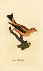 Piquituerto común, Loxia curvirostra de Edward Donovan