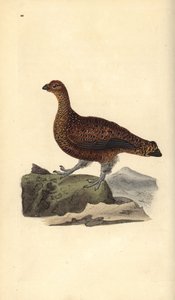 Perdiz roja (hembra), Lagopus scotica de Edward Donovan