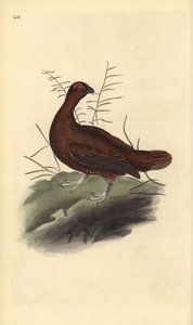 Perdiz roja, Lagopus lagopus scotica. Grabado a mano coloreado por Edward Donovan de su propia Historia Natural de las Aves Británicas, Londres de Edward Donovan