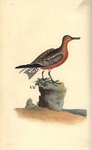 Correlimos gordo, Calidris canutus. Grabado a mano coloreado por Edward Donovan de su propia Historia Natural de las Aves Británicas, Londres de Edward Donovan