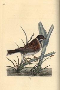 Escribano palustre, Emberiza schoeniculus. Grabado a mano coloreado por Edward Donovan de su propia 